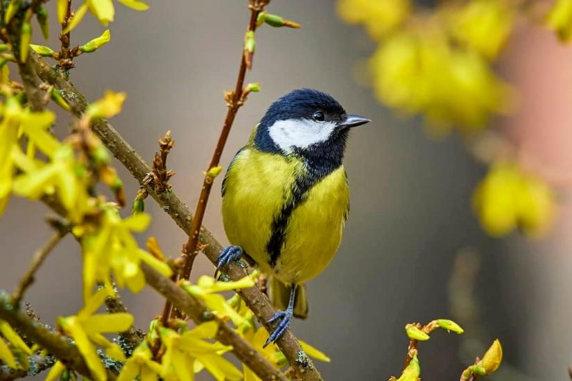 Vítanie vtáčích poslov jari v Arboréte Borová hora TUZVO