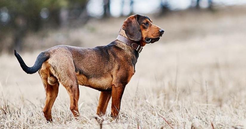 Tatranský durič, foto: Michal Čekan