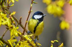 Vítanie vtáčích poslov jari v Arboréte Borová hora TUZVO